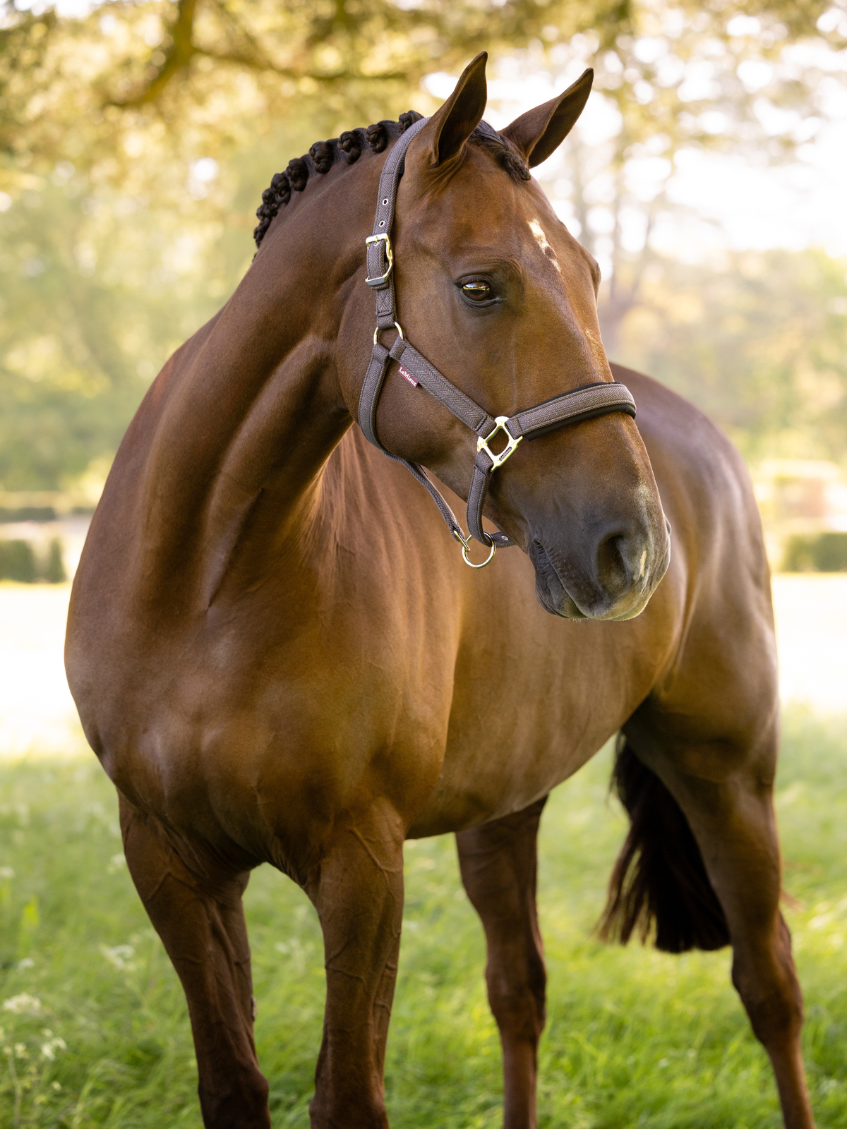 LeMieux Heritage Headcollar Cocoa