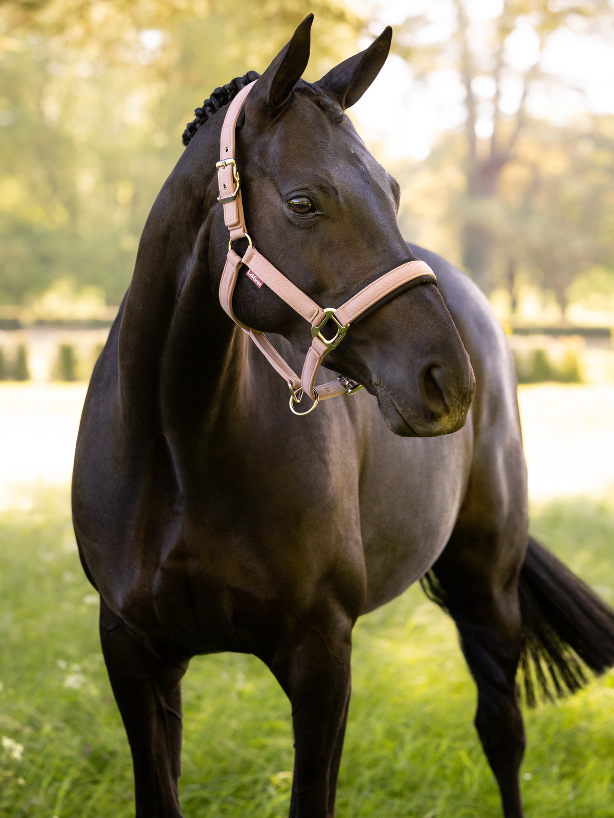 LeMieux Heritage Headcollar Wild Rose