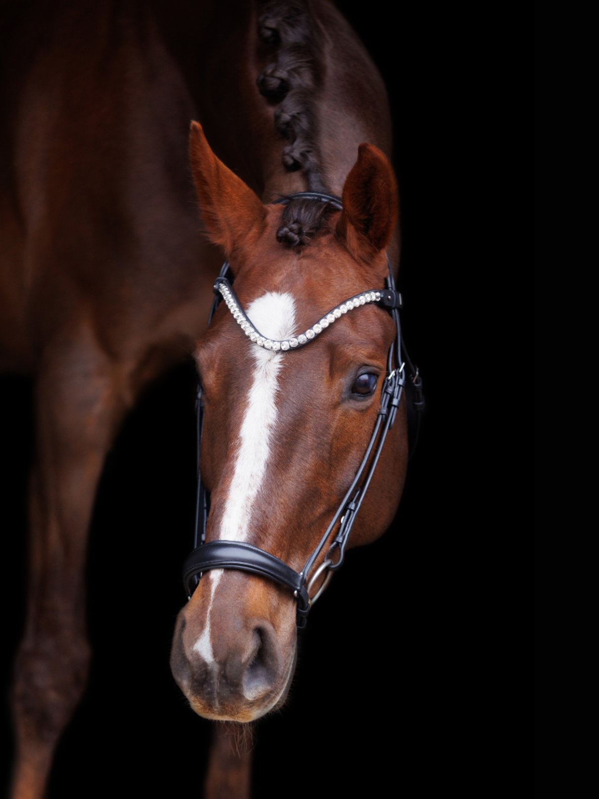 SD Design L Únique Drop Noseband Bridle