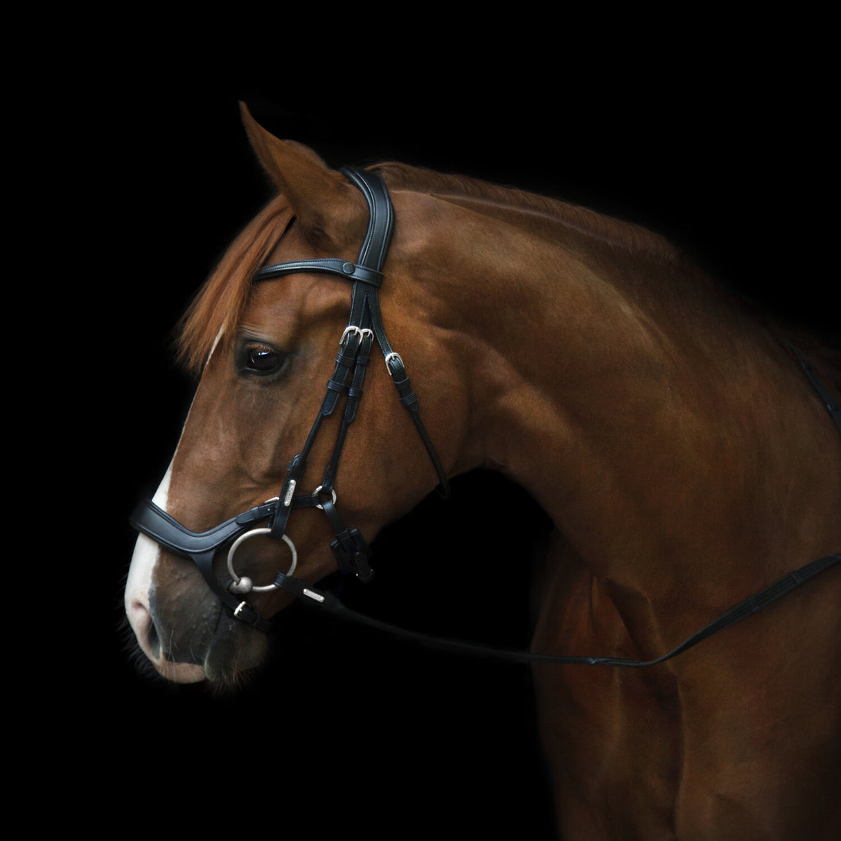 Utzon Equestrian Bristol Bridle
