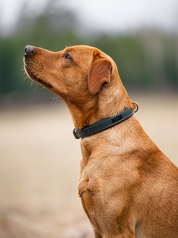 Equestrian Stockholm Clean Dog Collar Dramatic Monday