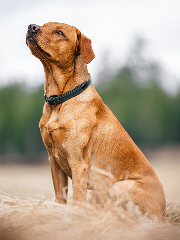 Equestrian Stockholm Clean Dog Collar Dramatic Monday