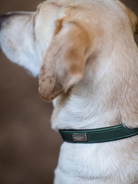 Equestrian Stockholm Clean Dog Collar Emerald