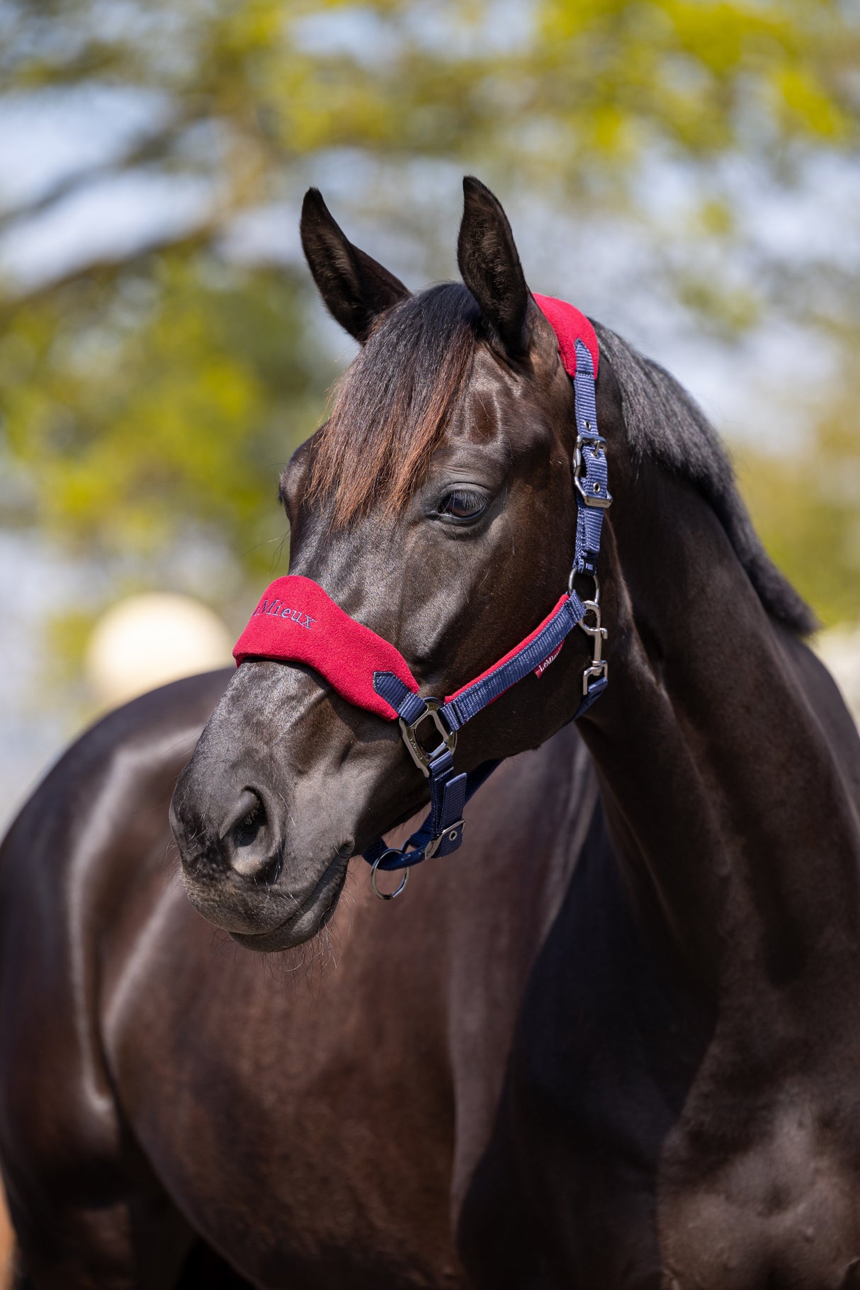 LeMieux Vogue Headcollar & Leadrope Burgundy