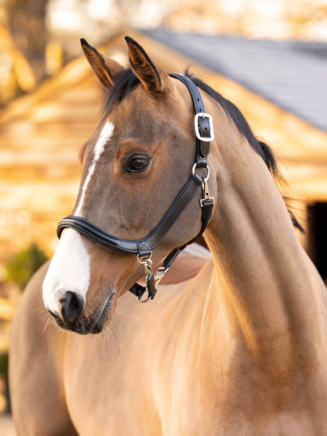 LeMieux Leather Grooming Headcollar Black