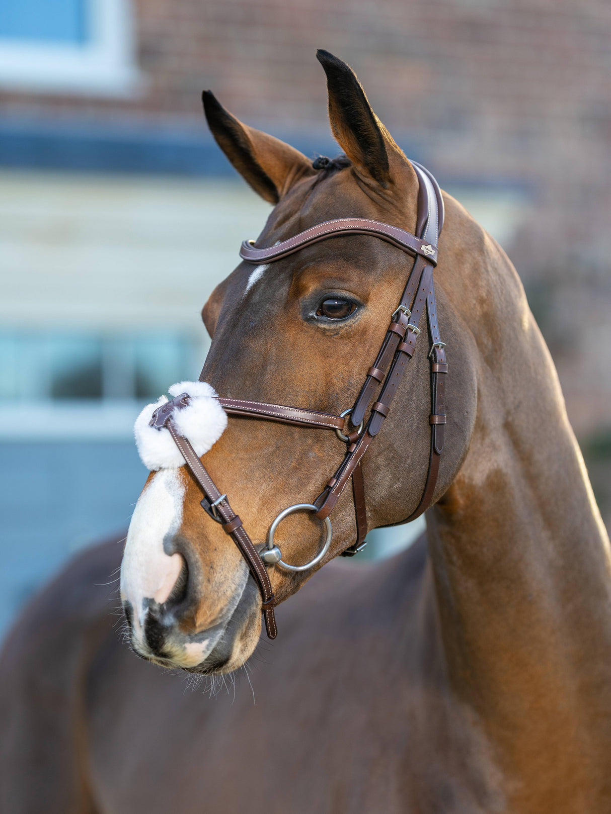 LeMieux Arika Grackle Bridle