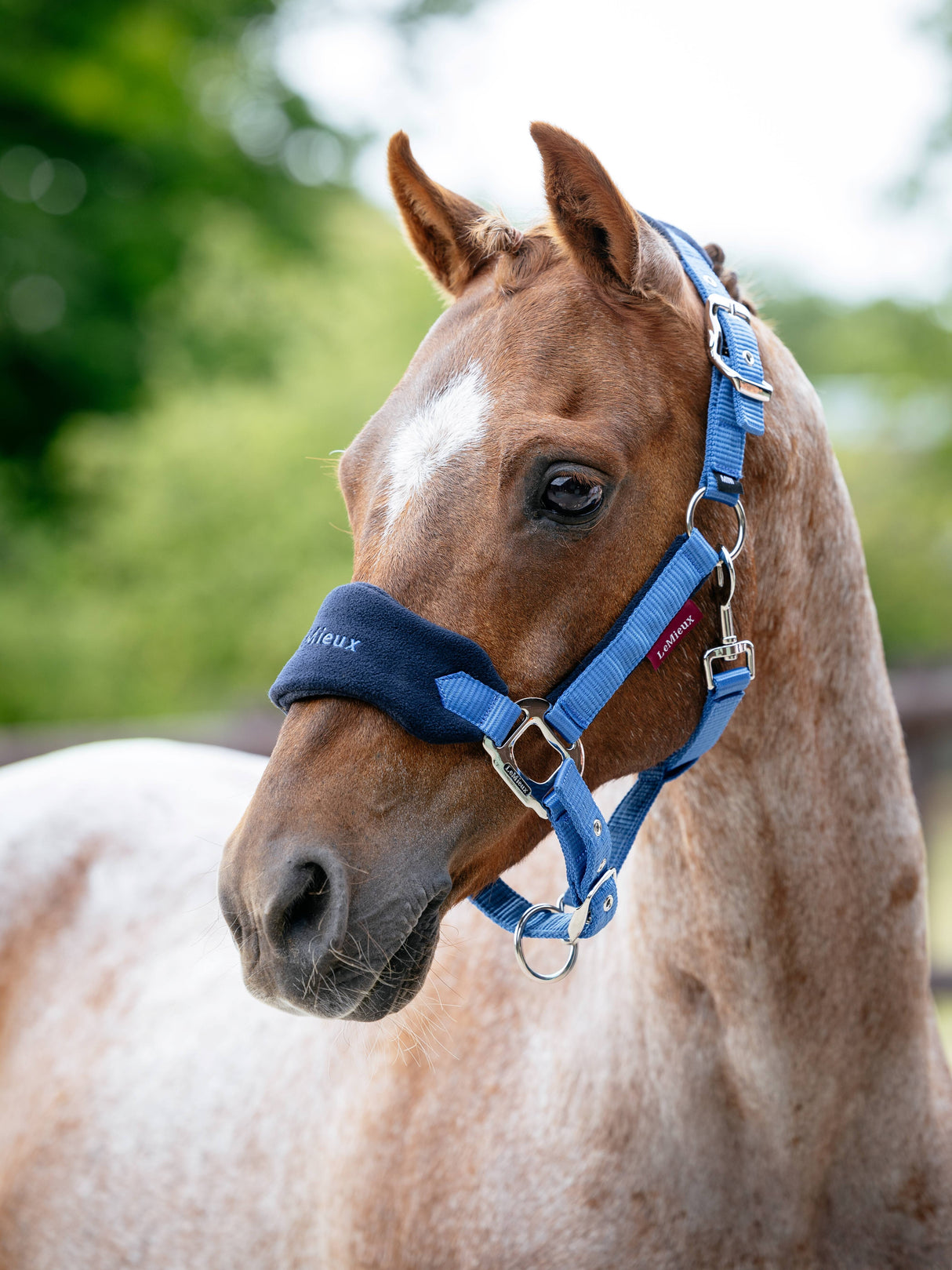 LeMieux Mini Vogue Headcollar & Leadrope Benetton Blue