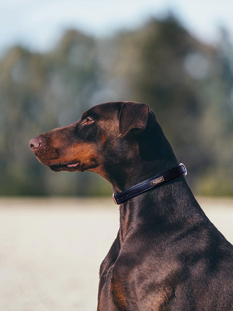 Equestrian Stockholm Clean Dog Collar Lagoon Blush