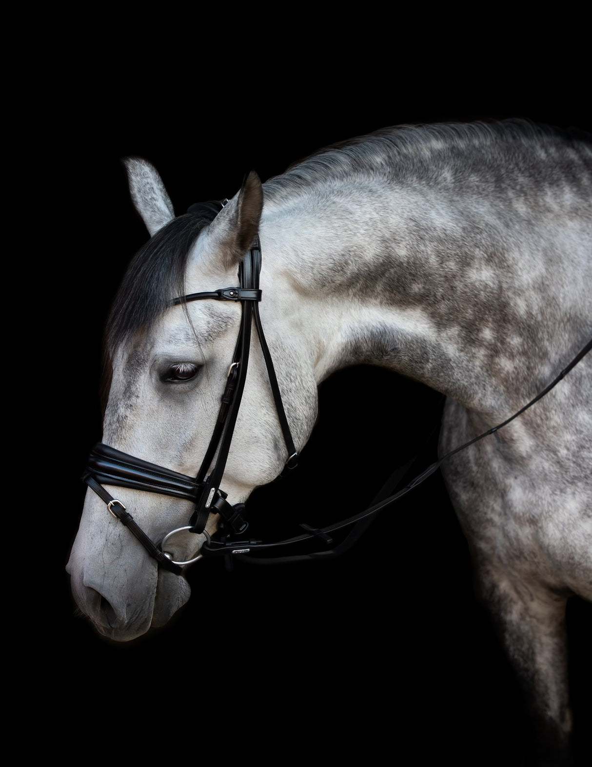 Utzon Equestrian London Bridle