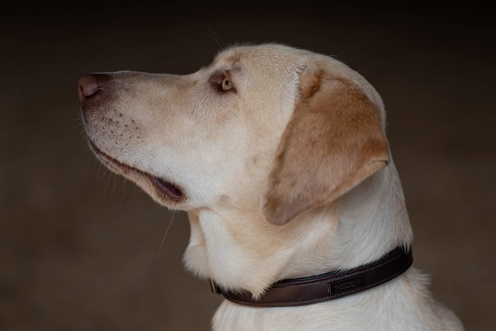 Equestrian Stockholm Clean Dog Collar Amaranth