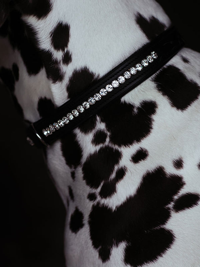 Equestrian Stockholm Dog Collar Black Edition