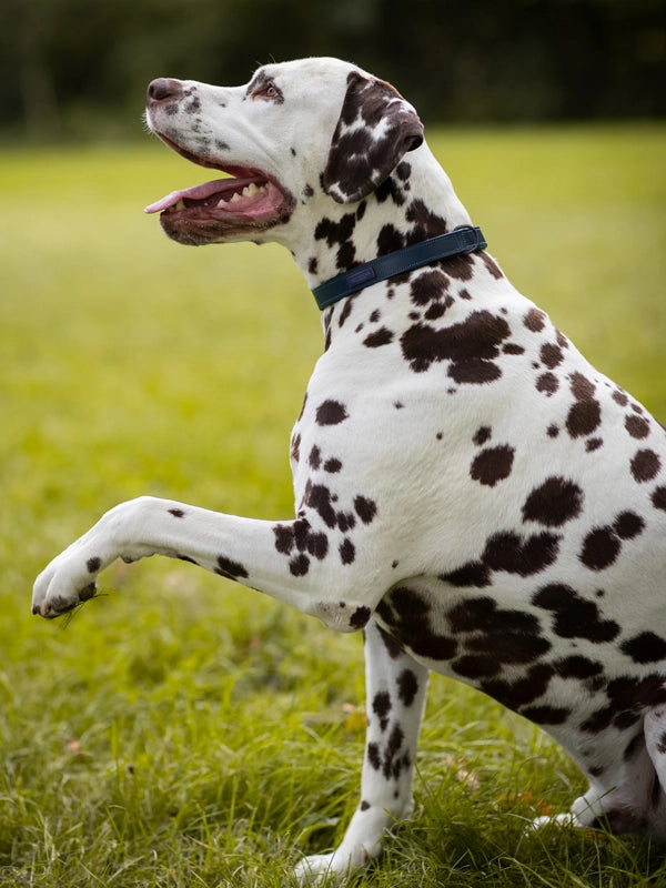 Equestrian Stockholm Dog Collar Clean Blue Meadow