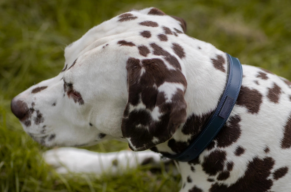 Equestrian Stockholm Dog Collar Clean Blue Meadow