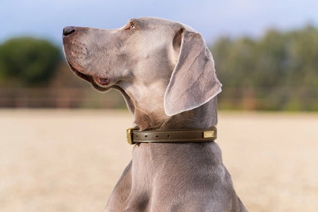 Equestrian Stockholm Dog Collar Clean Champagne