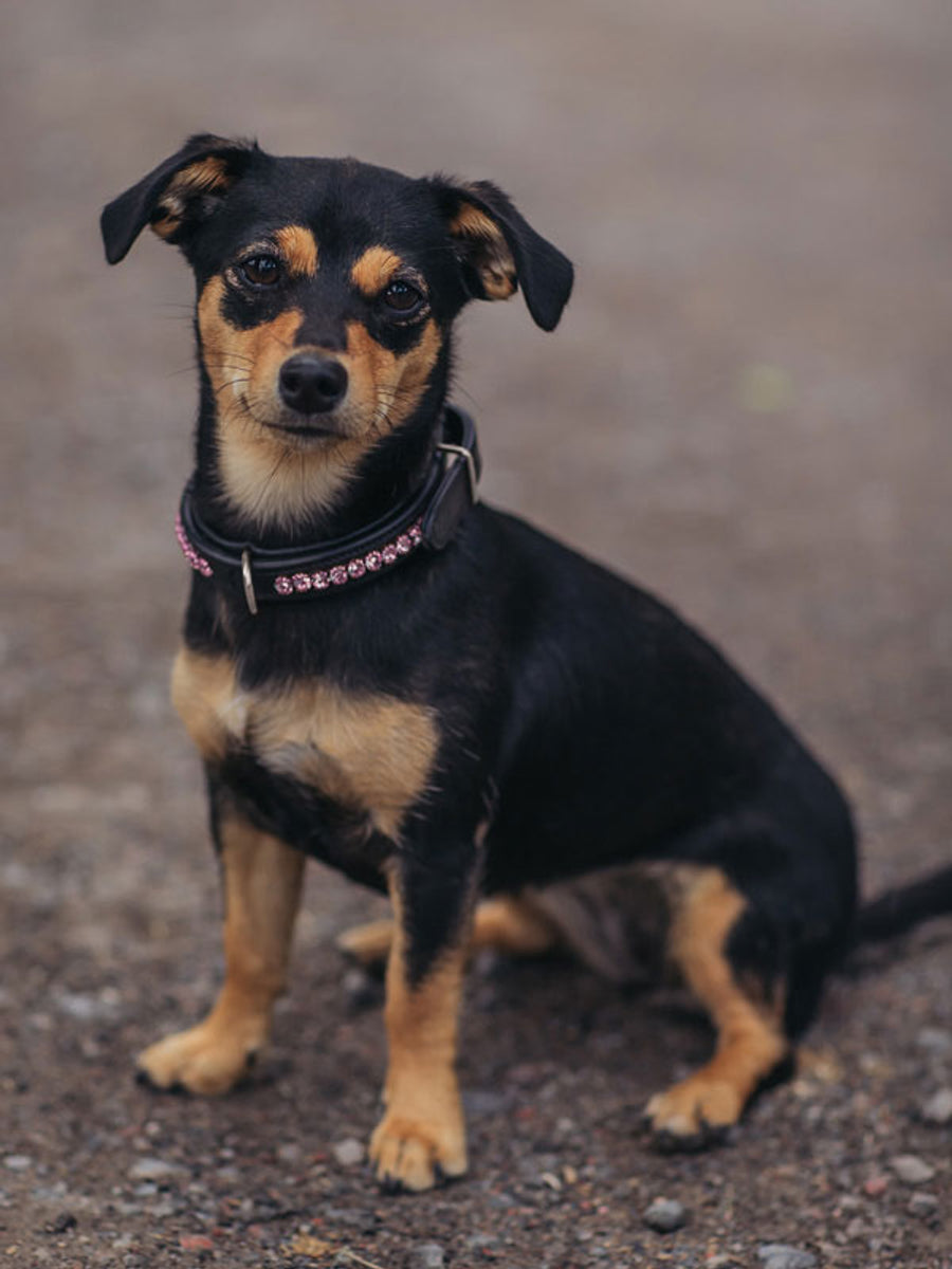 Equestrian Stockholm Dog Collar All In Pink