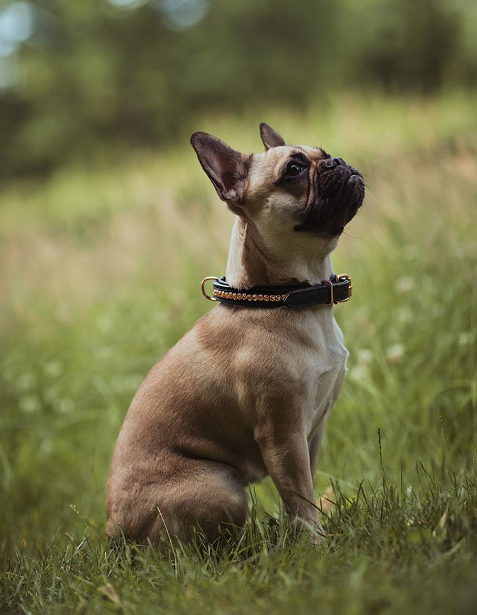 Equestrian Stockholm Dog Collar Dark Sky