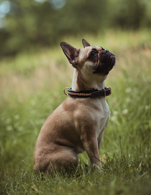 Equestrian Stockholm Dog Collar Dark Sky
