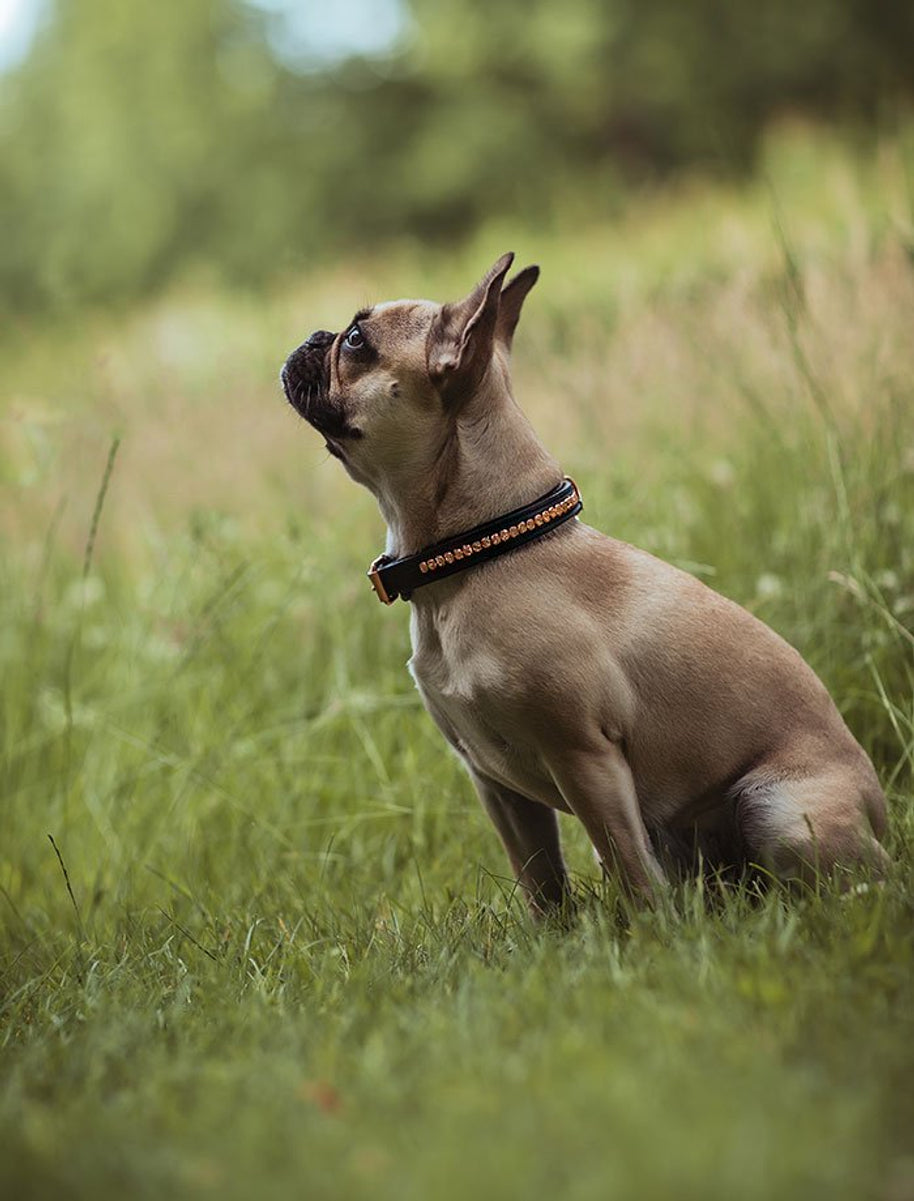 Equestrian Stockholm Dog Collar Dark Sky