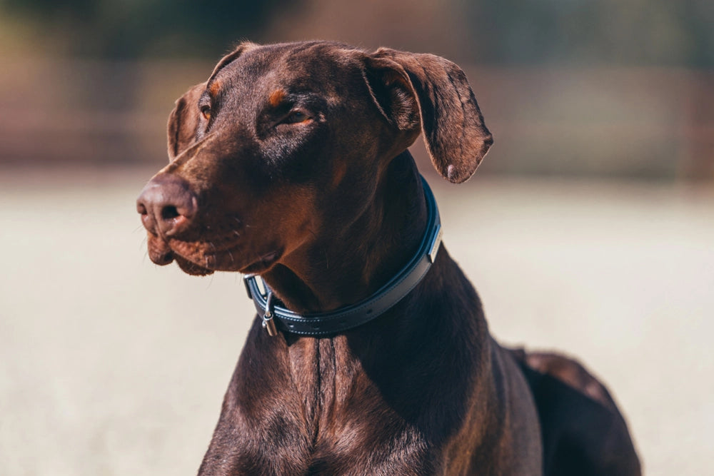 Equestrian Stockholm Dog Collar Midnight Blue