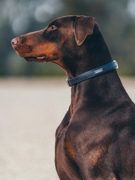 Equestrian Stockholm Dog Collar Midnight Blue