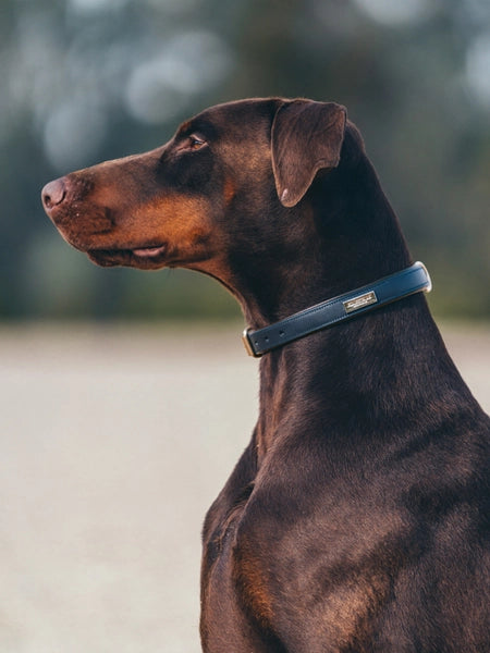 Equestrian Stockholm Dog Collar Royal Classic