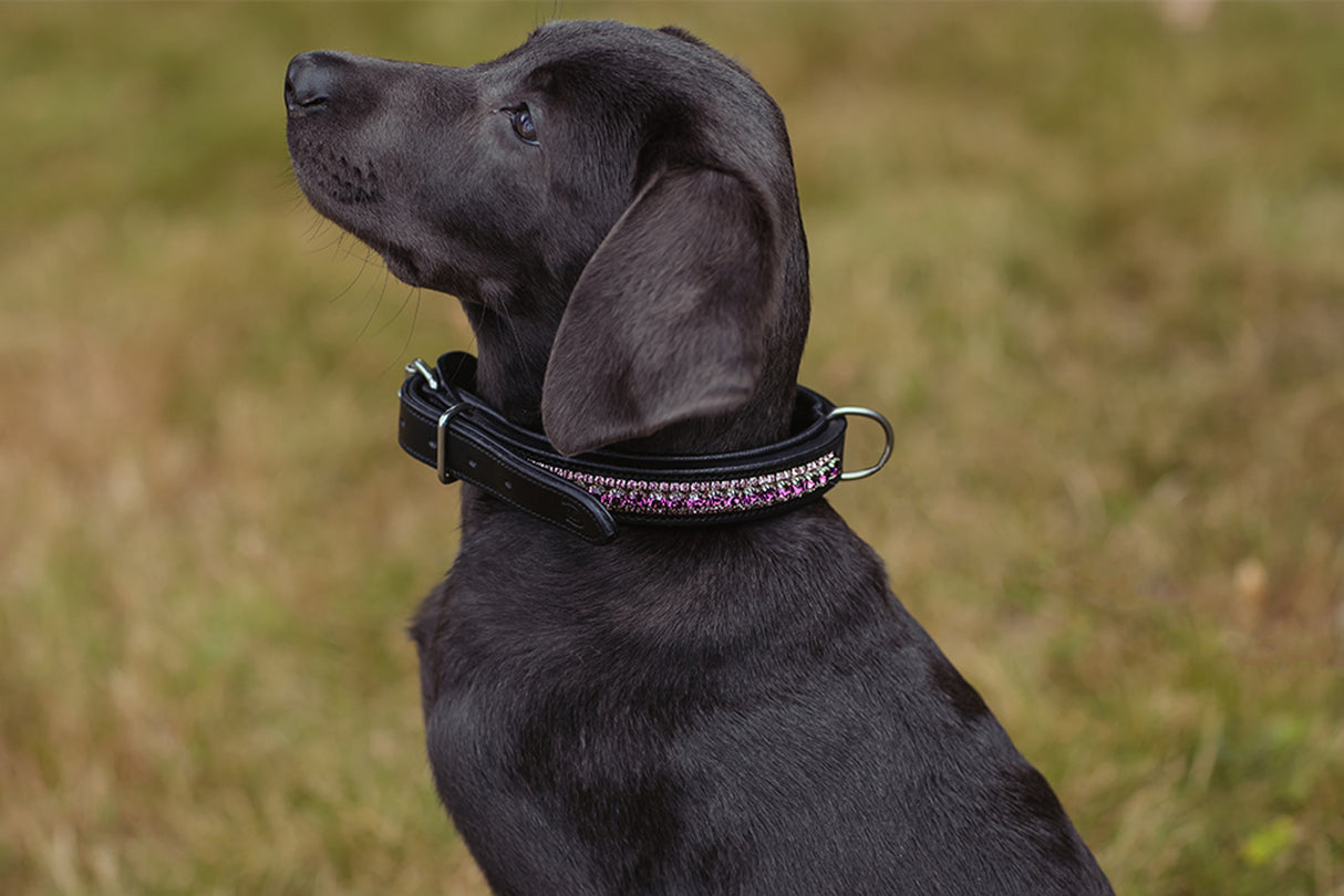 Equestrian Stockholm Dog Collar Orchid Bloom