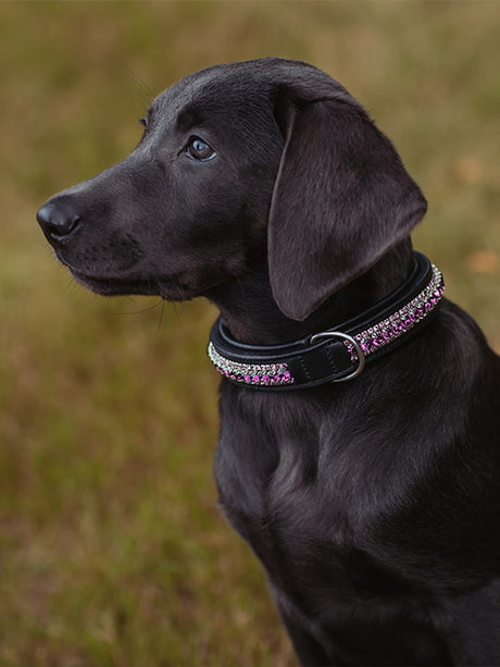 Equestrian Stockholm Dog Collar Orchid Bloom