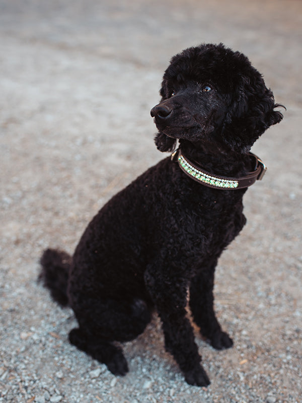 Equestrian Stockholm Dog Collar Pistachio White Crystal