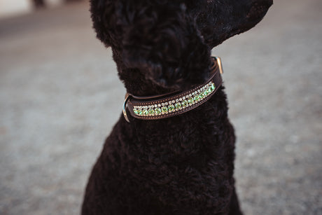 Equestrian Stockholm Dog Collar Pistachio White Crystal