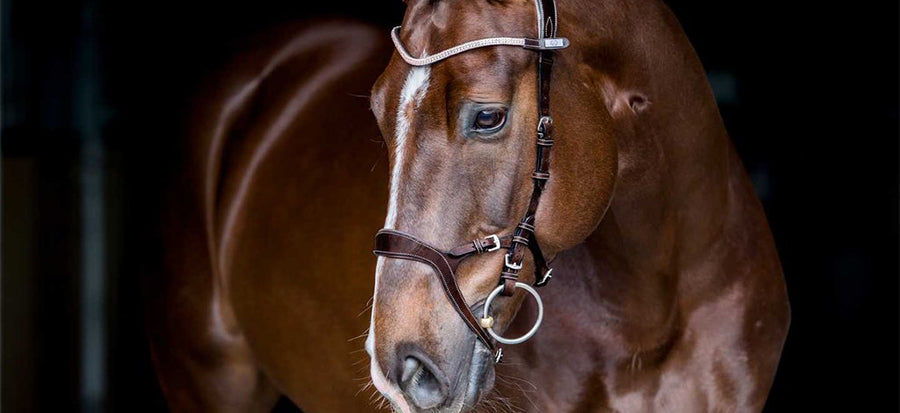 SHOP ALL SADDLERY