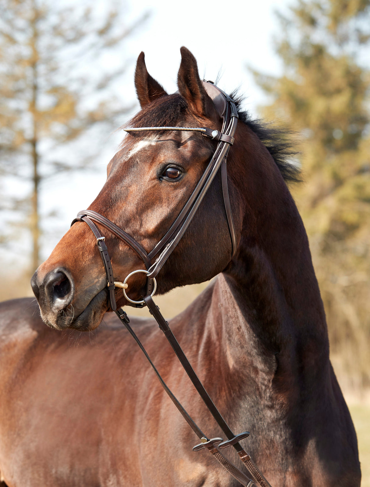 Finesse Zorro Bridle