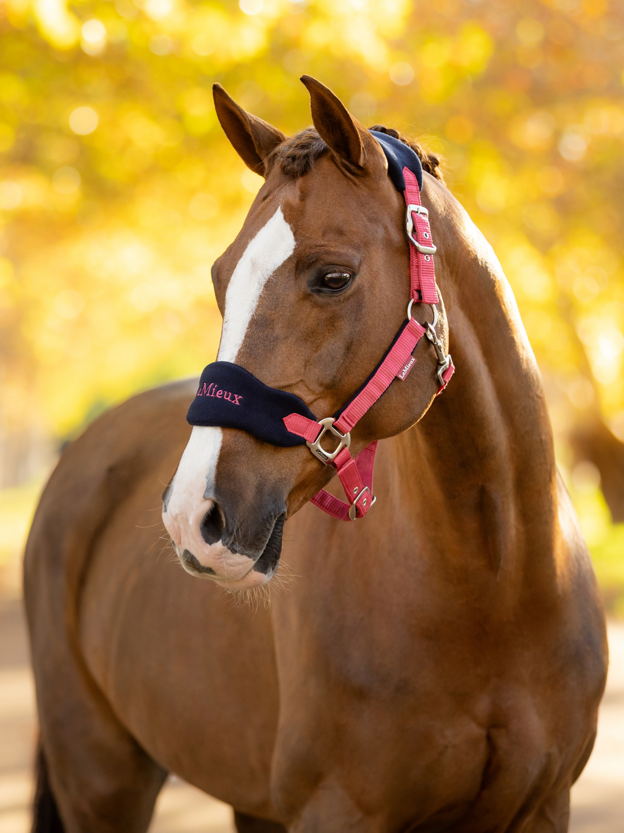 LeMieux Vogue Headcollar & Leadrope Cranberry