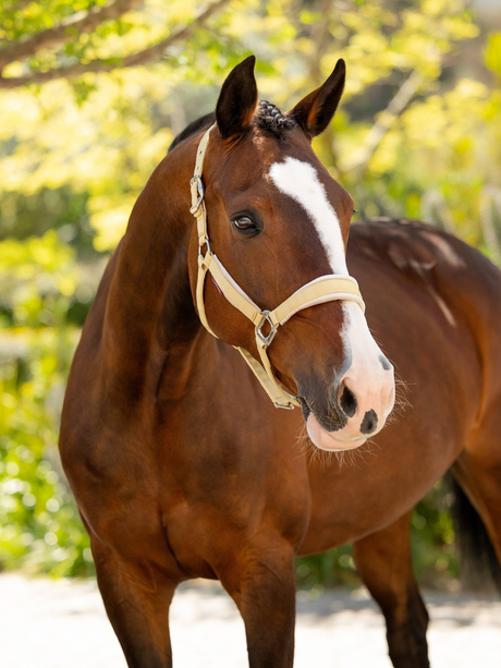 LeMieux Versailles Headcollar Mimosa