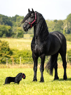 LeMieux Toy Pony Spike