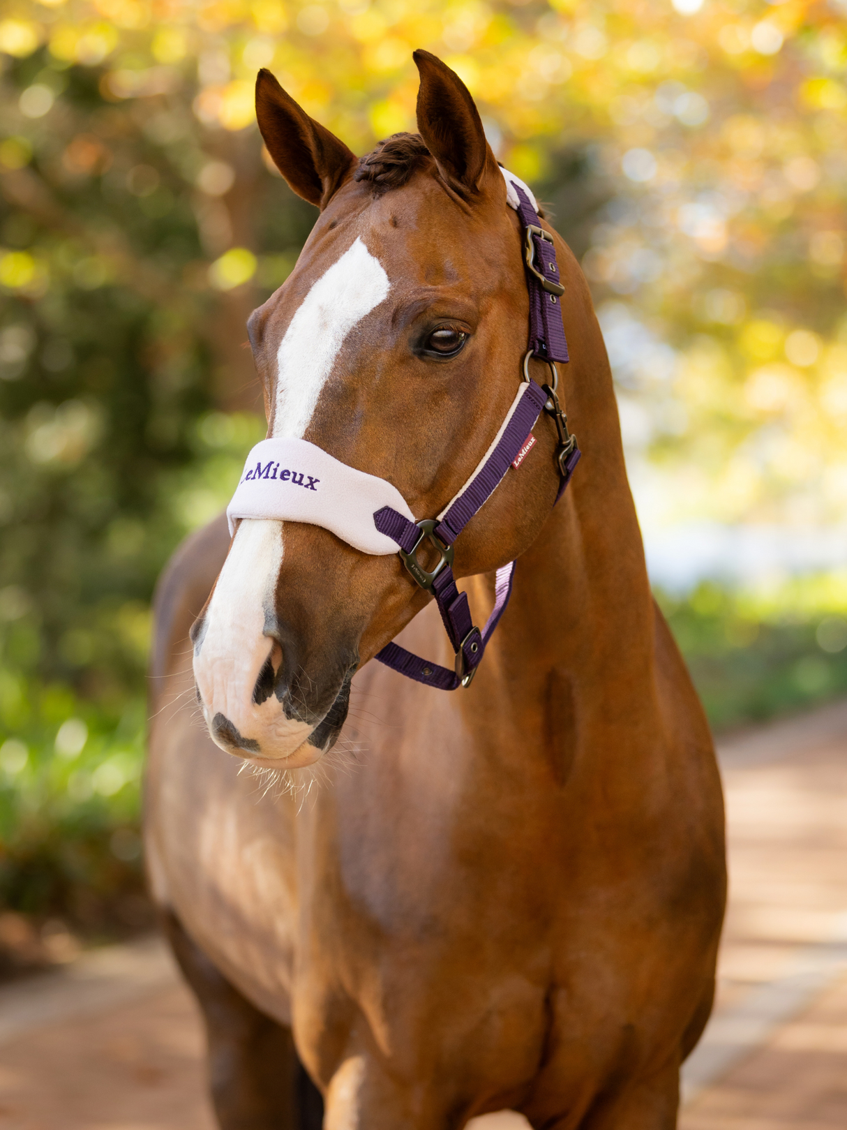 LeMieux Vogue Headcollar & Leadrope Juniper