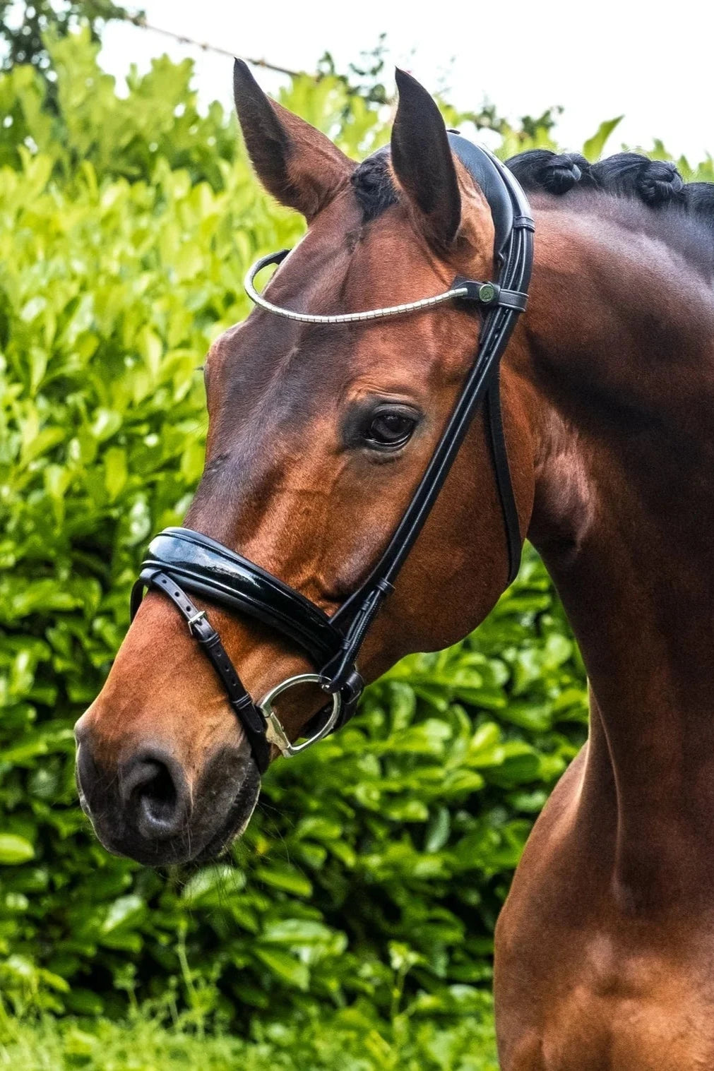 Demo Finesse Cayenne Snaffle Bridle Matte (patent pictured) Black - Silver