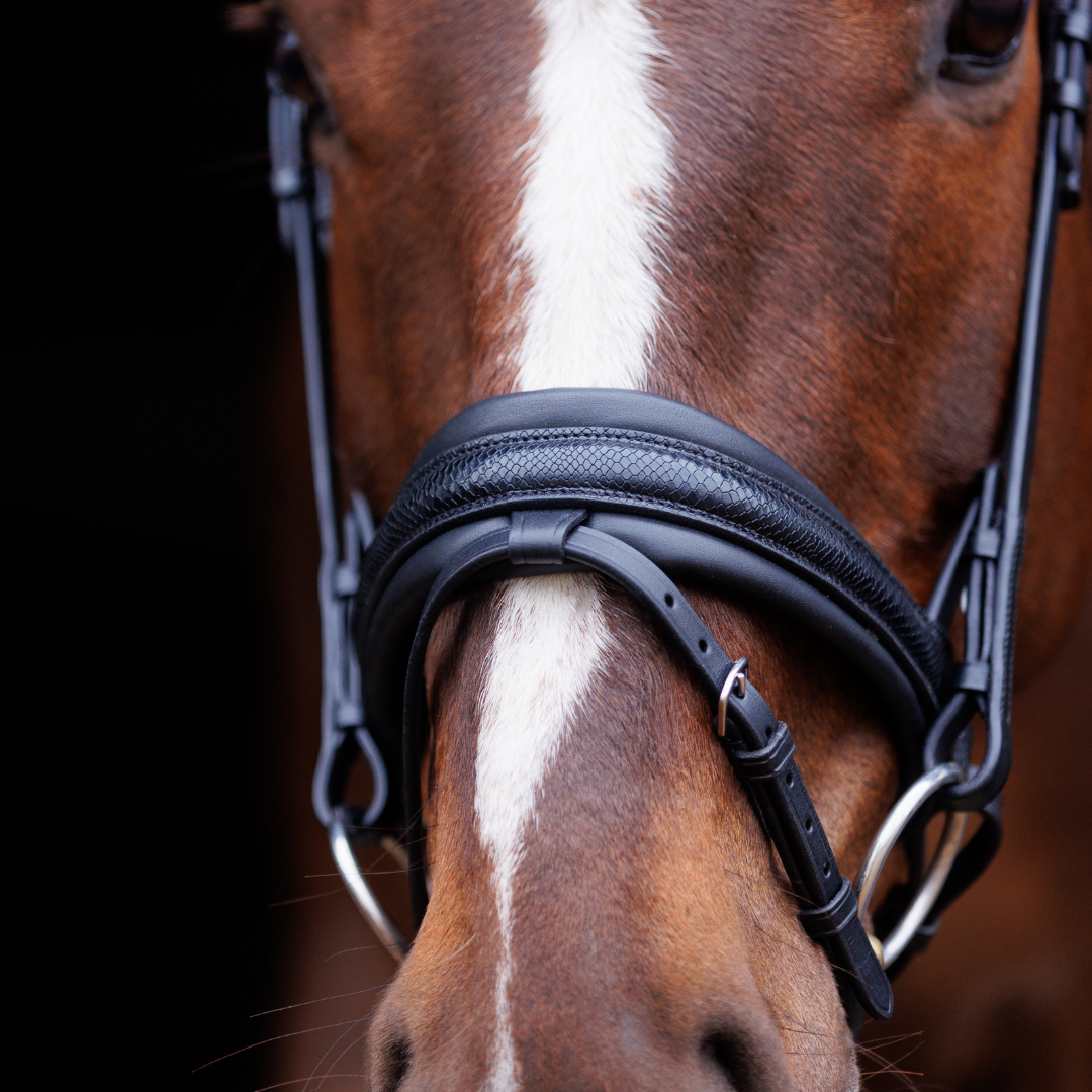 SD Design Hauso Bridle