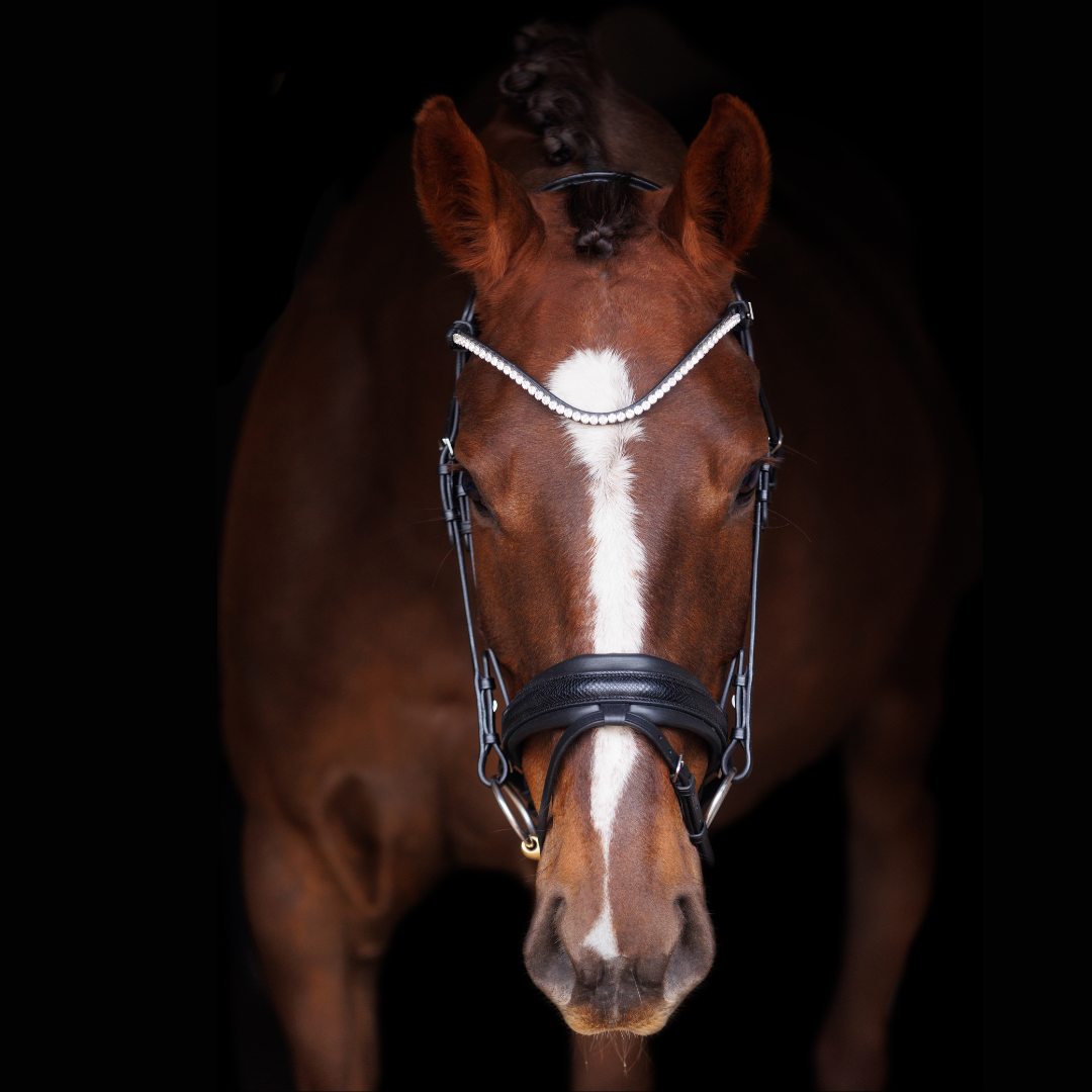 SD Design Hauso Bridle