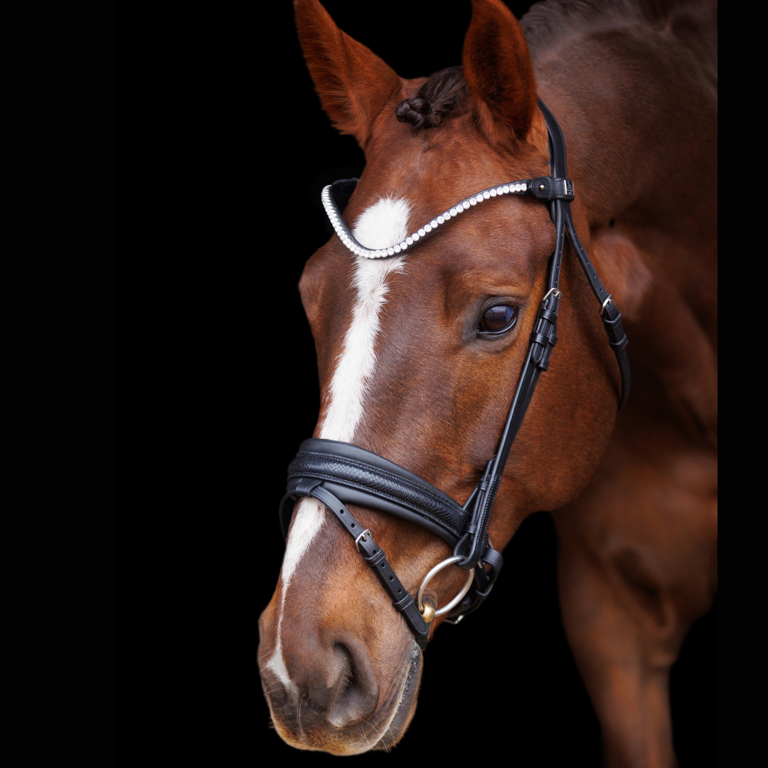 SD Design Hauso Bridle