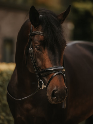Dy'on Patent Large Crank Noseband Bridle With Flash