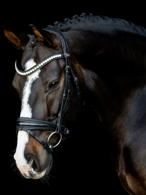 SD Design Mystery Browband Clear