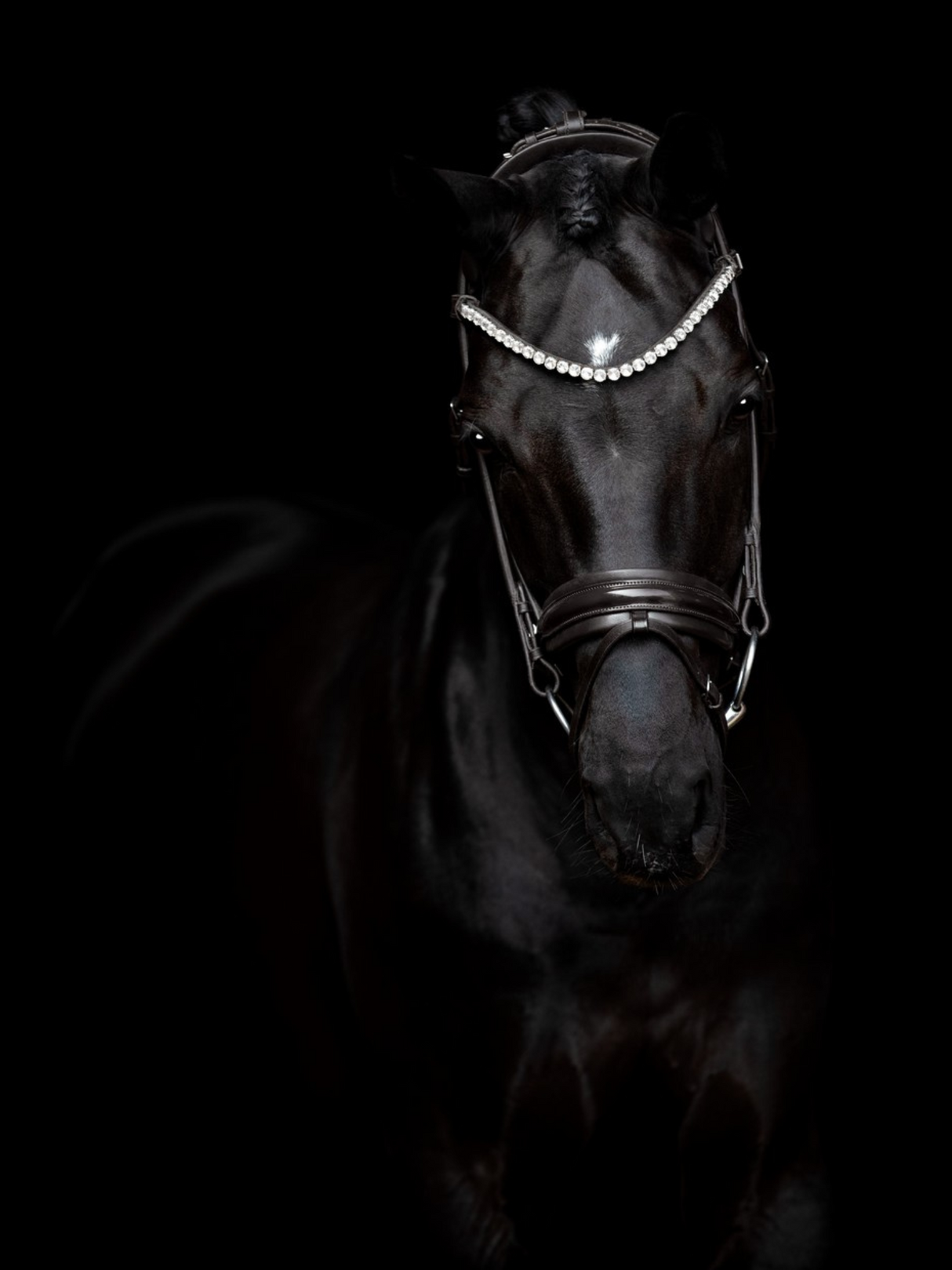 SD Design Zhivago Rolled Patent Bridle