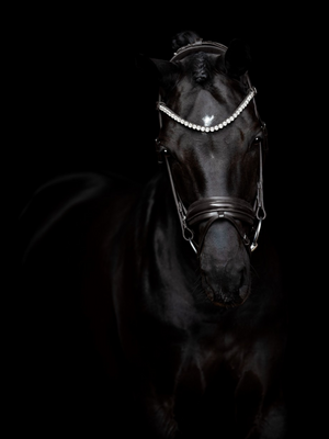 SD Design Zhivago Rolled Patent Bridle