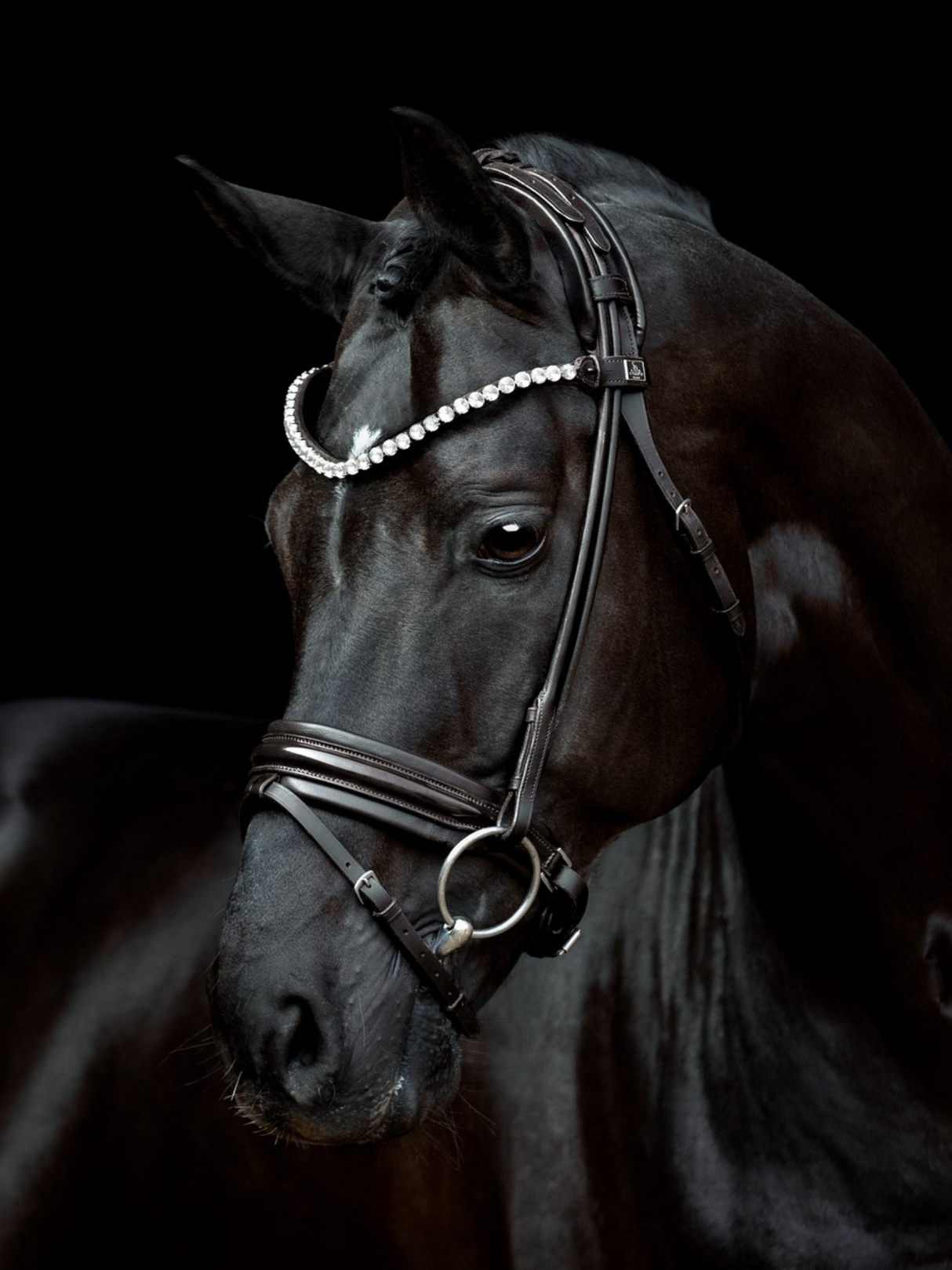 SD Design Zhivago Rolled Patent Bridle