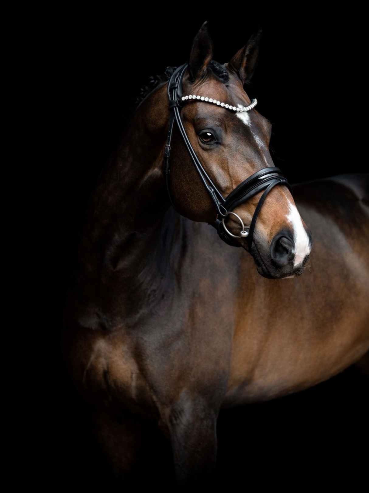 SD Design Zhivago Rolled Patent Bridle