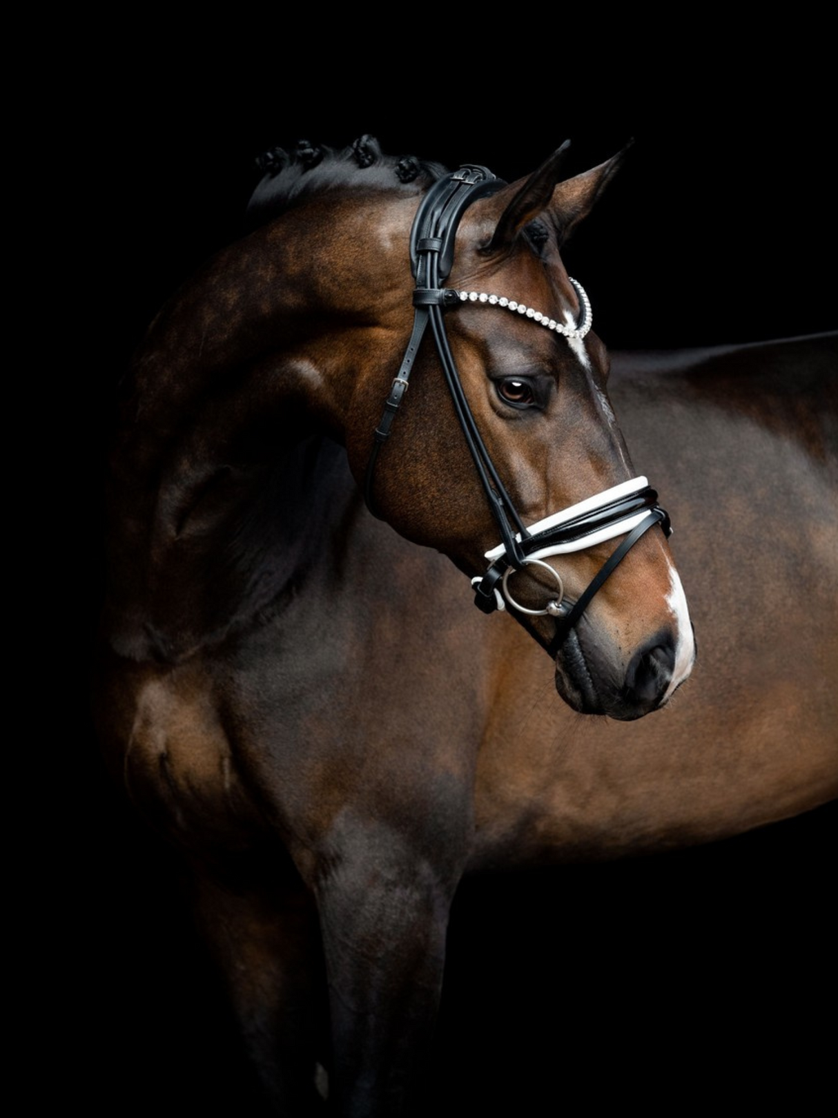 SD Design Zhivago Rolled Patent Bridle