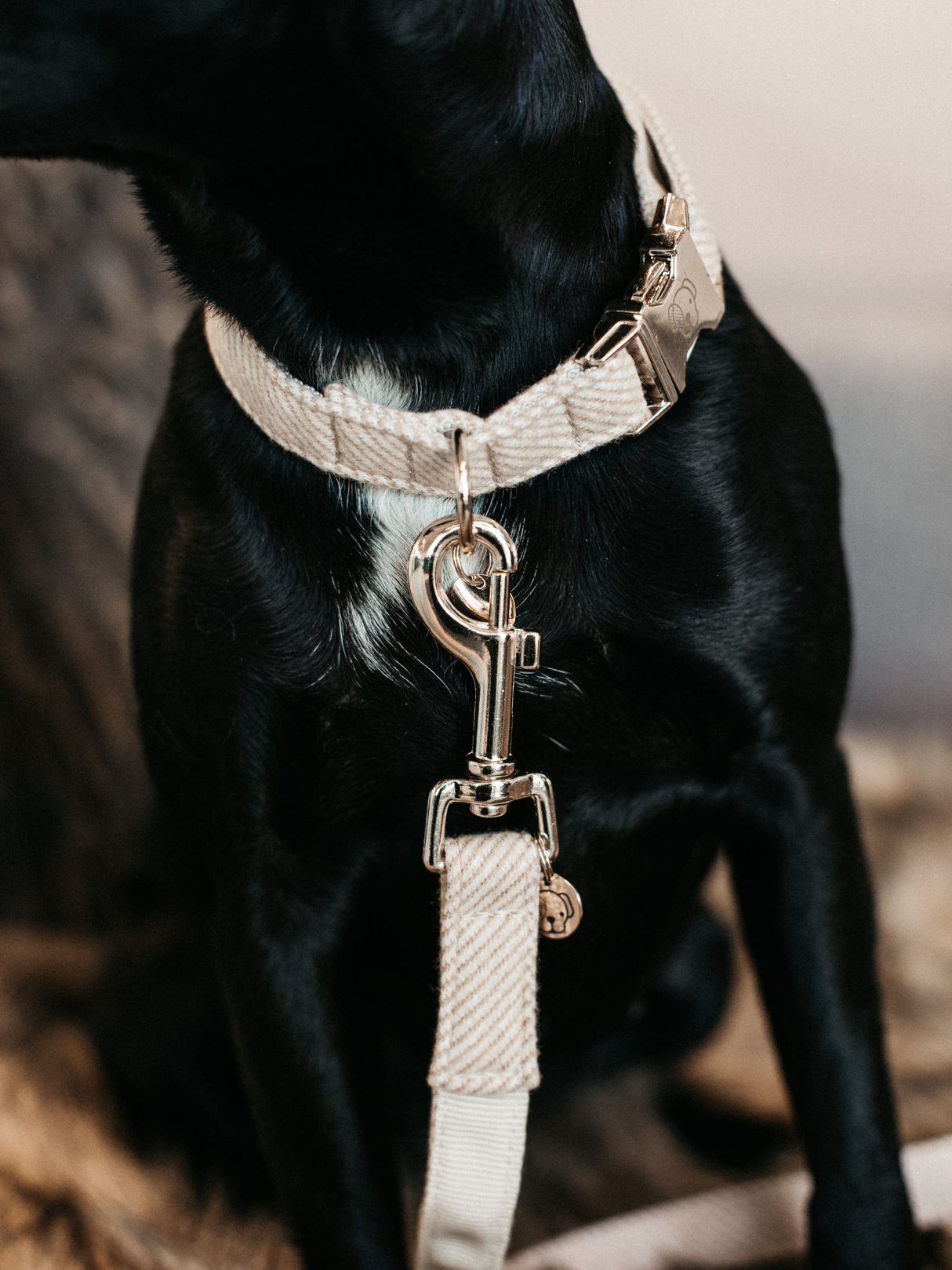 Kentucky Wool Dog Collar Beige