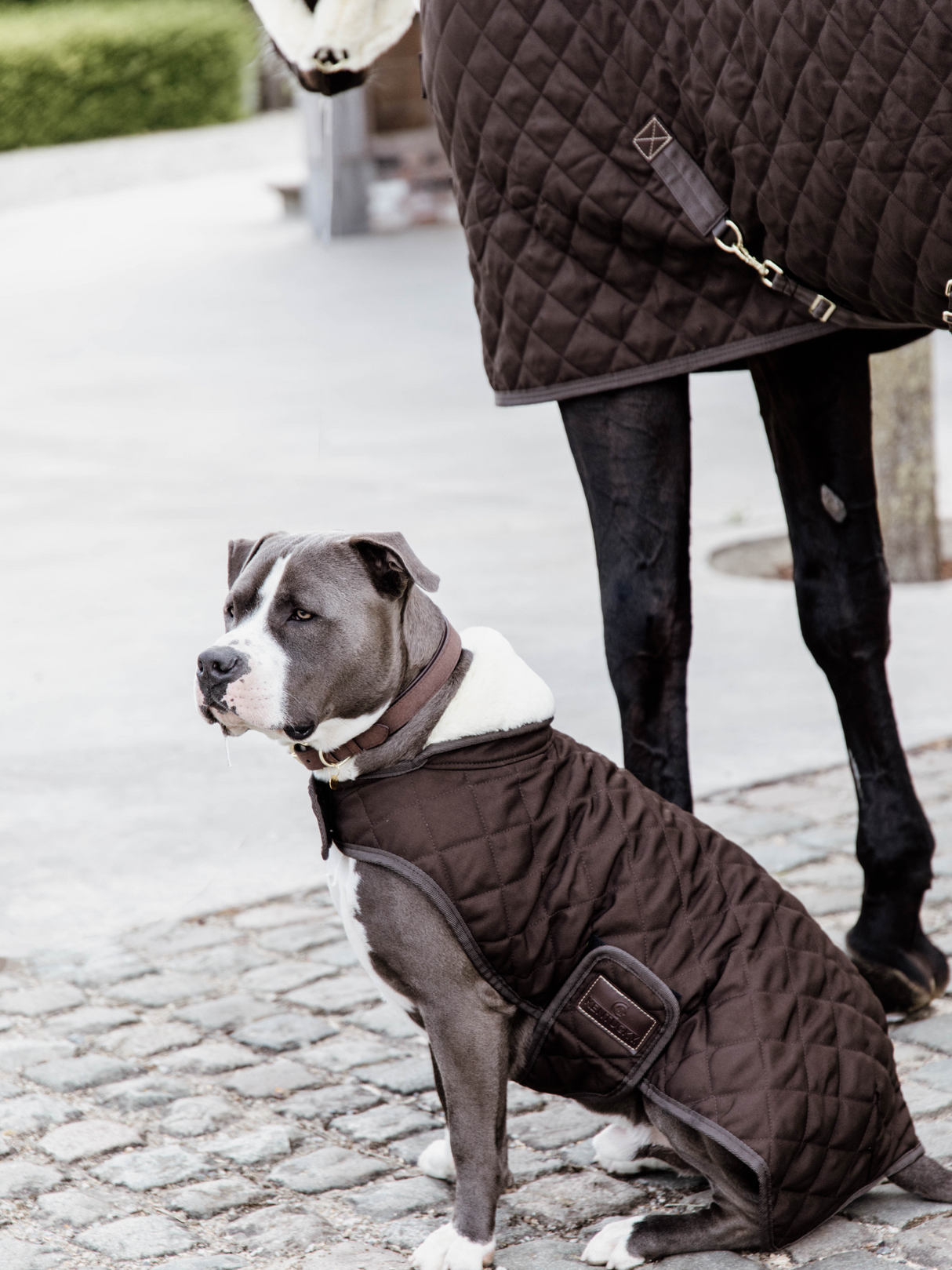 Kentucky Original Dog Coat Brown