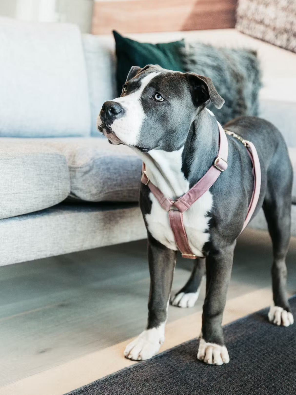 Kentucky Dog Velvet Harness Old Rose