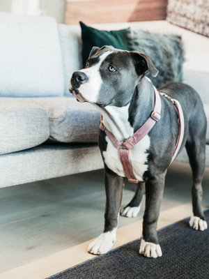 Kentucky Dog Velvet Harness Old Rose